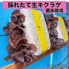 ②【採れたて】生キクラゲ 200g 菌床栽培の画像