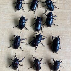 国産ノコギリクワガタF1　♂5　♀12　　Aの画像
