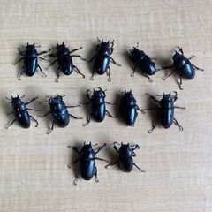国産ノコギリクワガタF1　♂5　♀12　　Bの画像