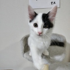 美形の男の子です