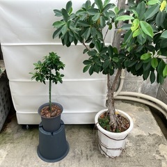 健康とたくさんの幸せ、
🌳小さいガジュマルの画像