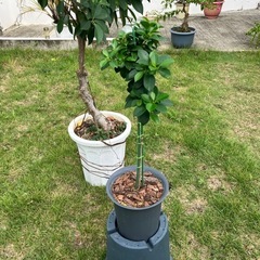 健康とたくさんの幸せ、
🌳小さいガジュマルの画像