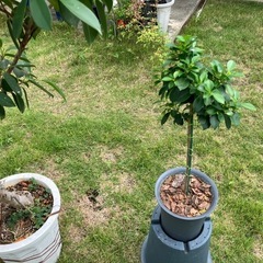 健康とたくさんの幸せ、
🌳小さいガジュマルの画像