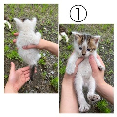 子猫里親募集です
