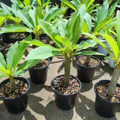 プルメリア白黄色花【3鉢で2000円】Plumeriaの画像