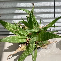 植物 アロエ？の画像