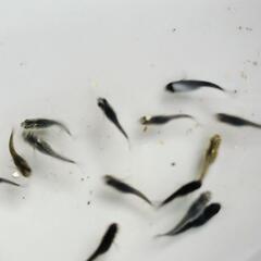 メダカ◯エブァ◯めだかの画像