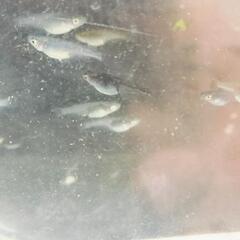 メダカ◯エブァ◯めだかの画像