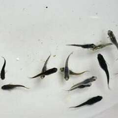 メダカ◯エブァ◯めだかの画像