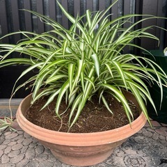 オリズルラン