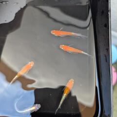 ミックスメダカ　10匹　成魚　お買い得の画像