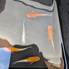 ミックスメダカ　10匹　成魚　お買い得の画像