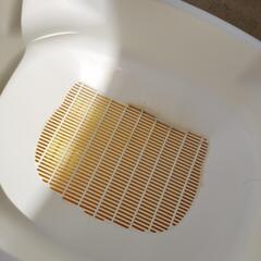 猫 システムトイレの画像