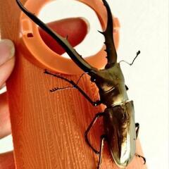 メタリフェルホソアカクワガタ(ペレン島)　幼虫6匹　雌雄不明の画像