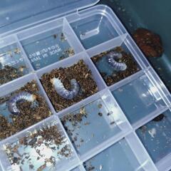 メタリフェルホソアカクワガタ(ペレン島)　幼虫6匹　雌雄不明の画像