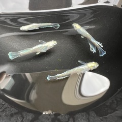 メダカ　エメキン光体型選外2ペアの画像