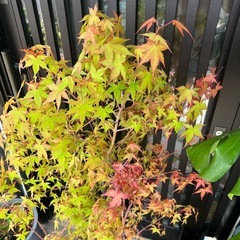 紅葉の画像