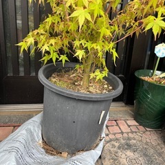 紅葉の画像
