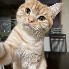 猫が好きな人😺