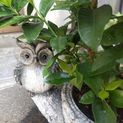ふくろうの植木鉢とクチナシの白い花の画像