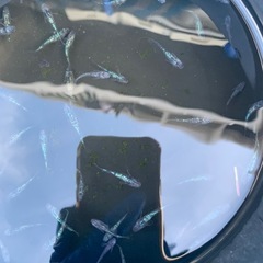値下げ　アワビ　メダカ　めだかの画像