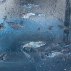 値下げ　アワビ　メダカ　めだかの画像