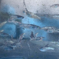 値下げ　アワビ　メダカ　めだかの画像