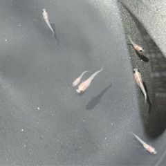 メダカ(パンダメダカ) 稚魚10匹の画像