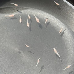 メダカ(パンダメダカ) 稚魚10匹の画像