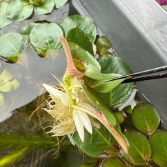 水草『白玉浮草』の画像
