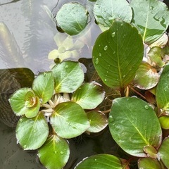 水草『白玉浮草』の画像