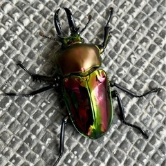 ニジイロクワガタの画像