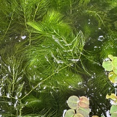 水草『マツモ』の画像
