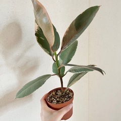 ②フィカス ベリーズ 鉢ごとの画像