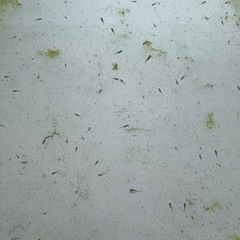 MIXメダカ1匹稚魚2円〜の画像