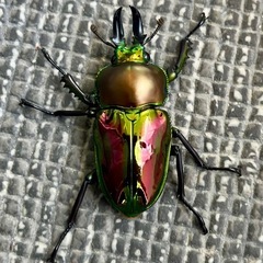 バナハウヒラタクワガタ♂️98mm♀️フリーサイズ ペア