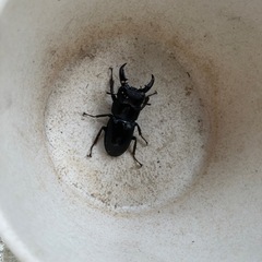 津市産天然オスヒラタクワガタの画像