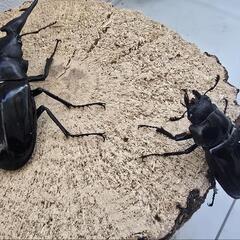 【激レア1ペアのみ】ダイスケギラファ即ブリペアの画像