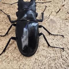【激レア1ペアのみ】ダイスケギラファ即ブリペアの画像