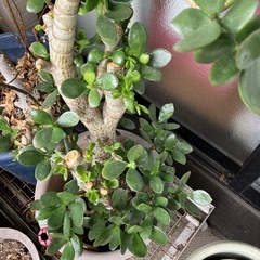 金のなる木　植木の画像
