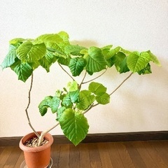 【屋内観葉植物】ウンベラータ【病気なし】