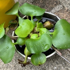 ☆差し上げます☆ホテイ草の画像