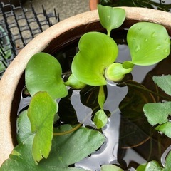 ☆差し上げます☆ホテイ草の画像
