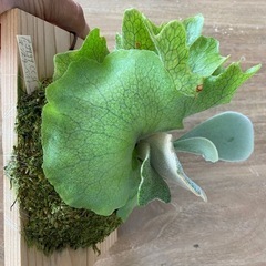 【観葉植物】 ビカクシダ p.gqgq×CCS×モンスターベイチー mixの画像