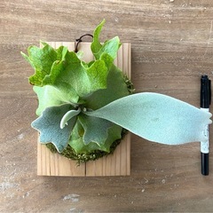 【観葉植物】 ビカクシダ p.gqgq×CCS×モンスターベイチー mixの画像