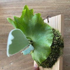 【観葉植物】 ビカクシダ p.gqgq×CCS×モンスターベイチー mixの画像