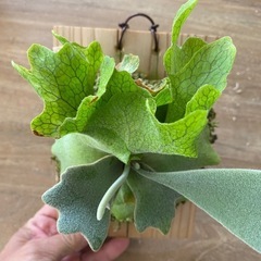 【観葉植物】 ビカクシダ p.gqgq×CCS×モンスターベイチー mixの画像