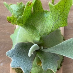 【観葉植物】 ビカクシダ p.gqgq×CCS×モンスターベイチー mixの画像
