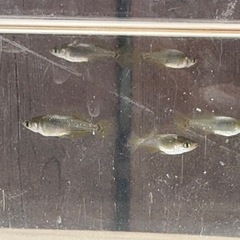 鳳凰メダカの画像