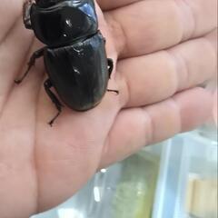 スマトラオオヒラタ♀単 残り5匹の画像